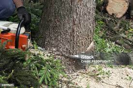 Reliable High Rolls, NM Tree Care Solutions