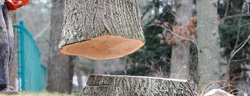 Best Tree Preservation Services  in High Rolls, NM