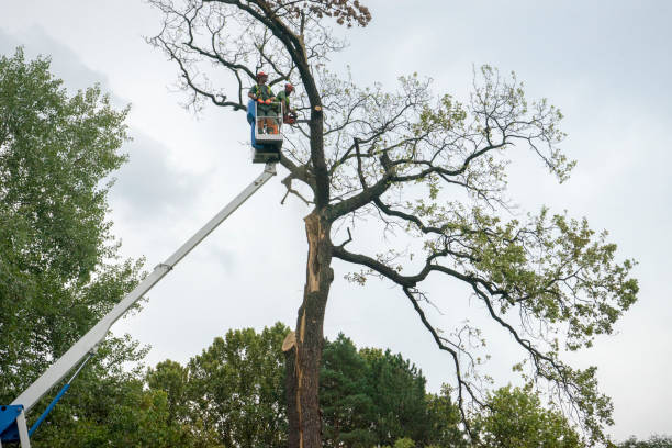 Best Emergency Tree Removal  in High Rolls, NM